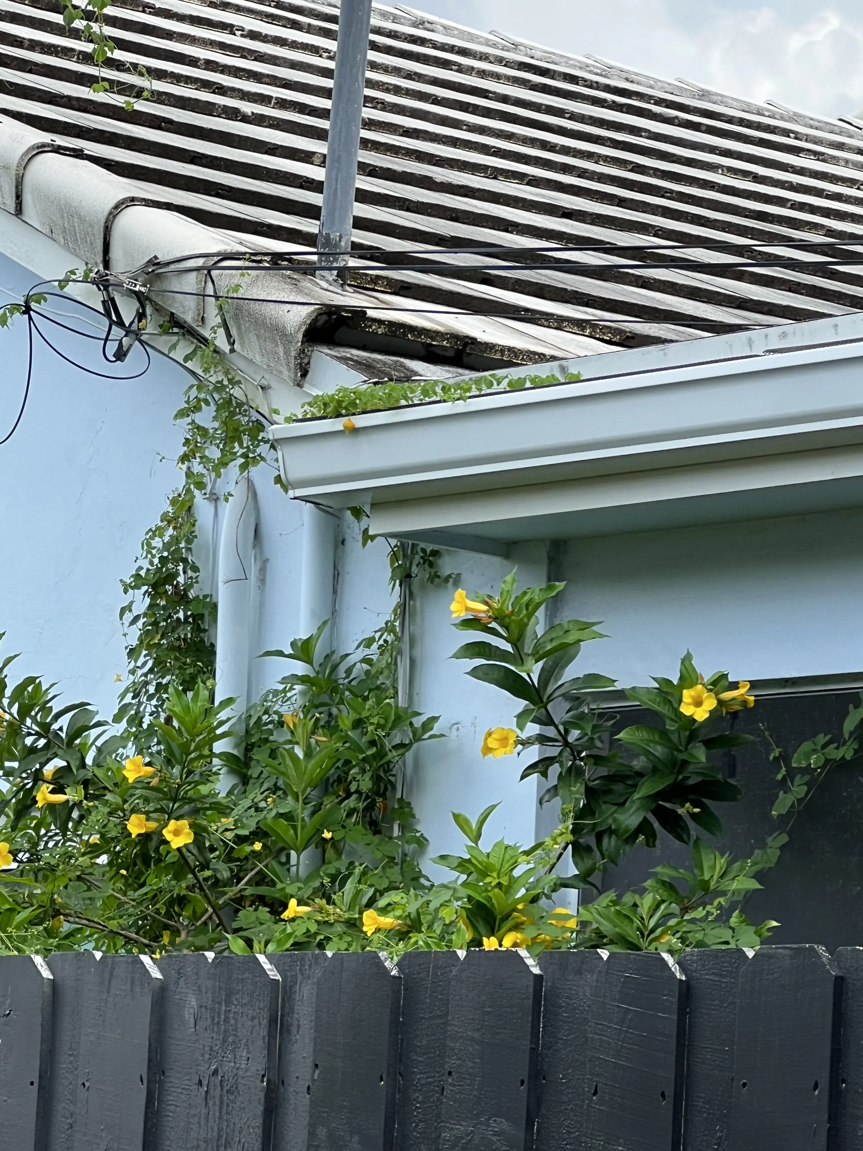 Clogged gutter with standing water — a primary Aedes aegypti breeding site in South Florida homes