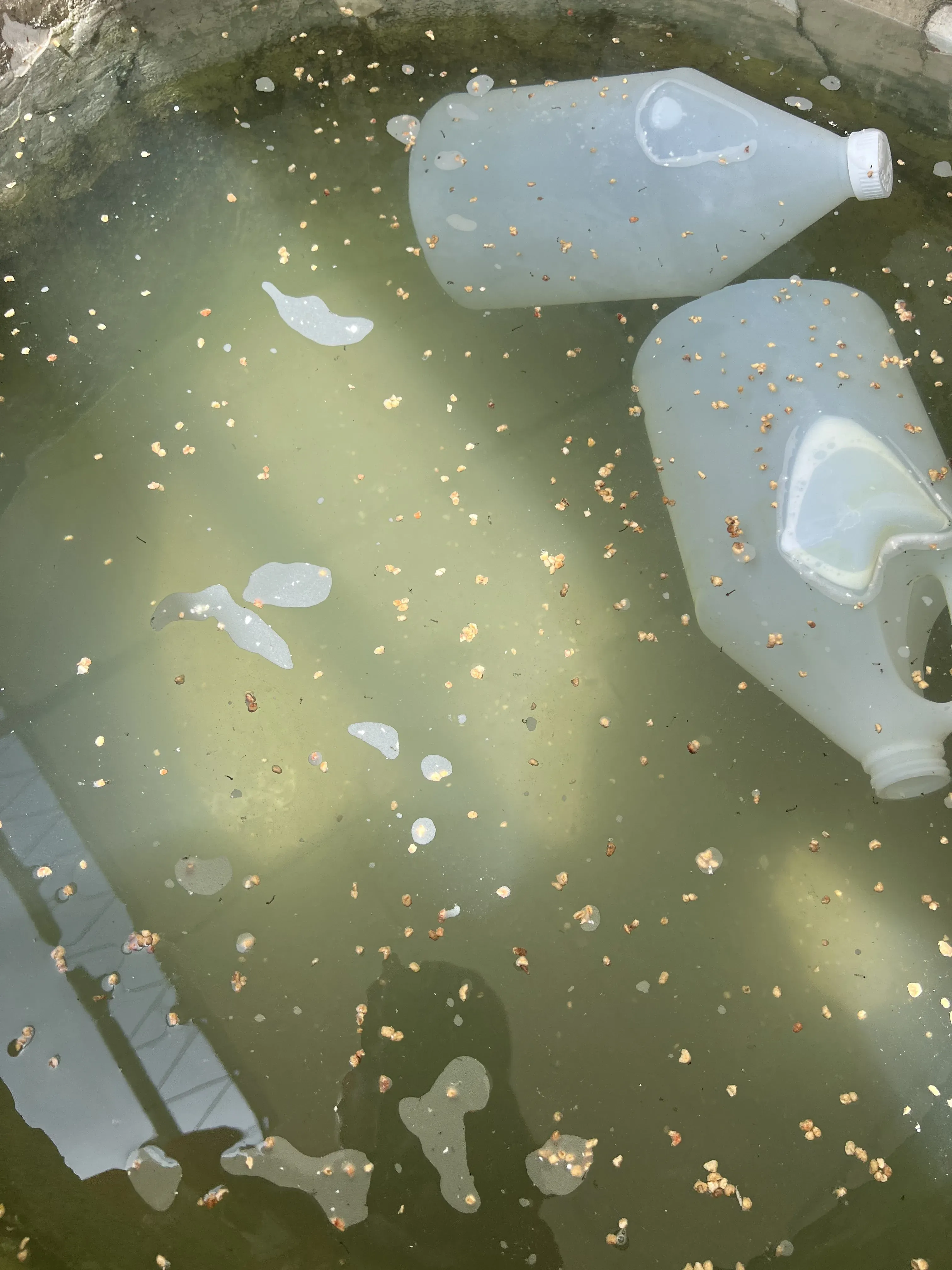 Standing water in a container — a prime Aedes aegypti and tiger mosquito breeding site in South Florida