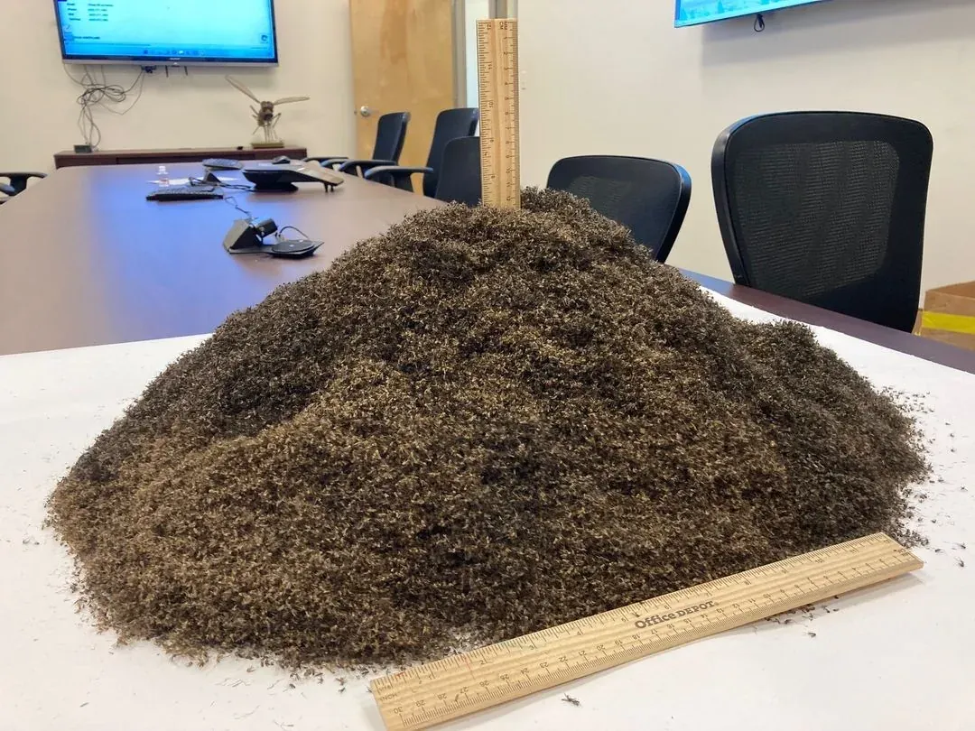 Dead mosquitoes collected after professional Mosquito Shield barrier treatment in South Florida — proof of effectiveness