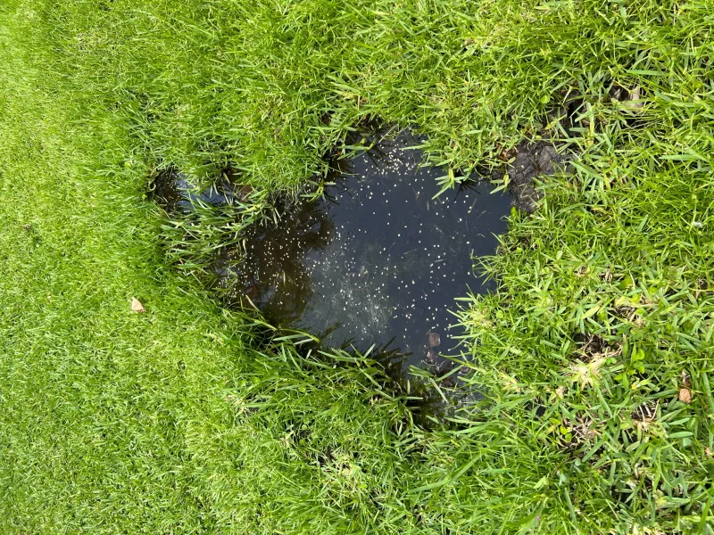Standing water pooled in a South Florida lawn after rain — a common mosquito breeding site