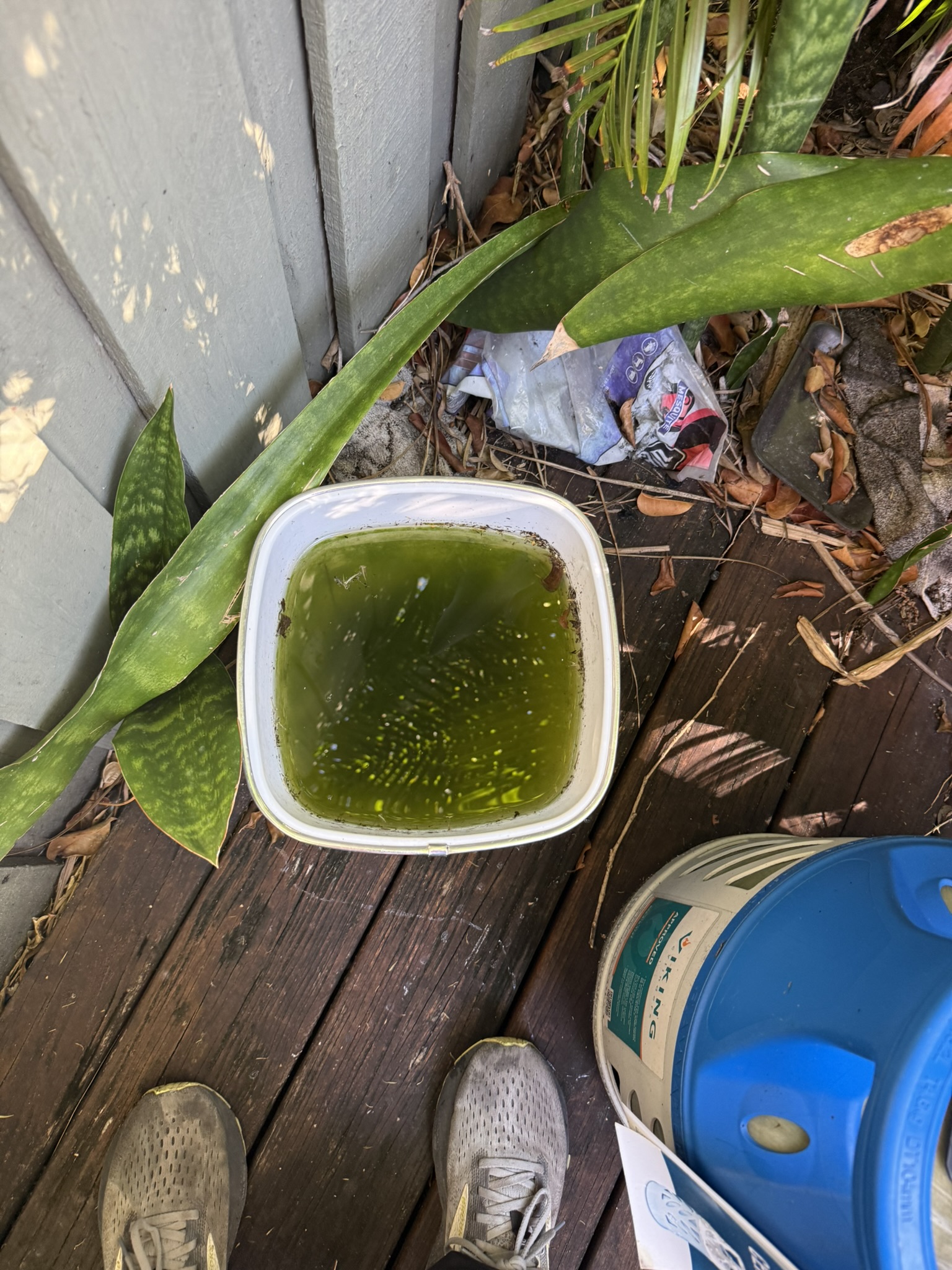 Mosquito Shield South Florida pest control