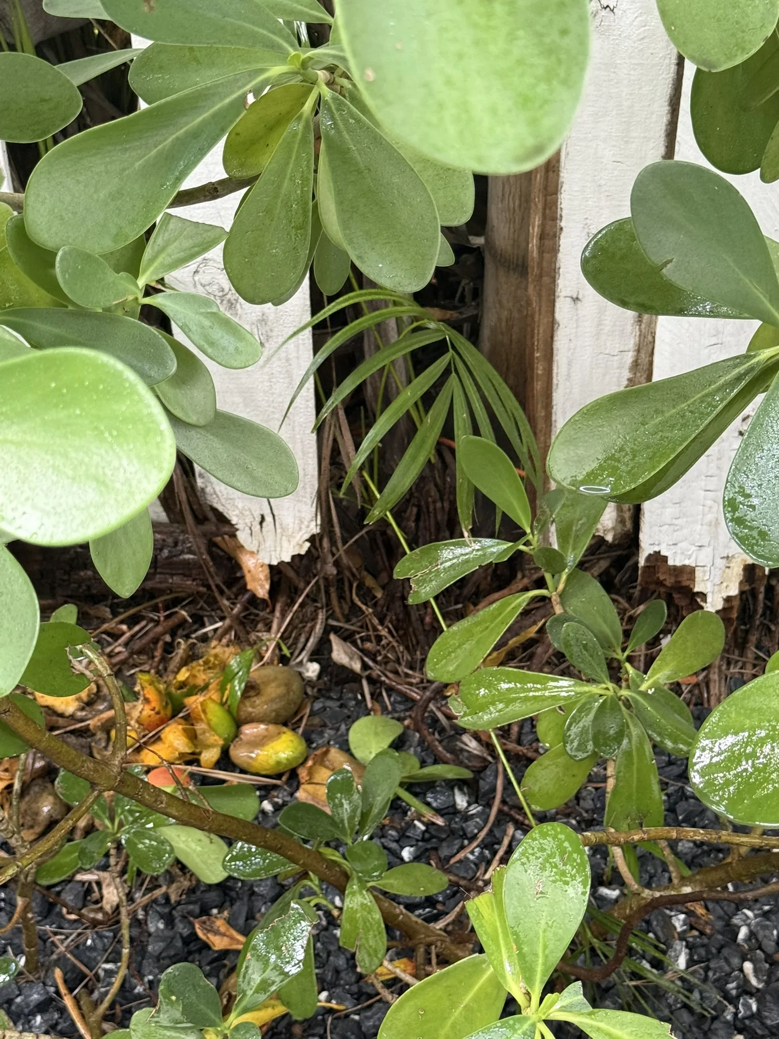 Mosquito Shield South Florida pest control