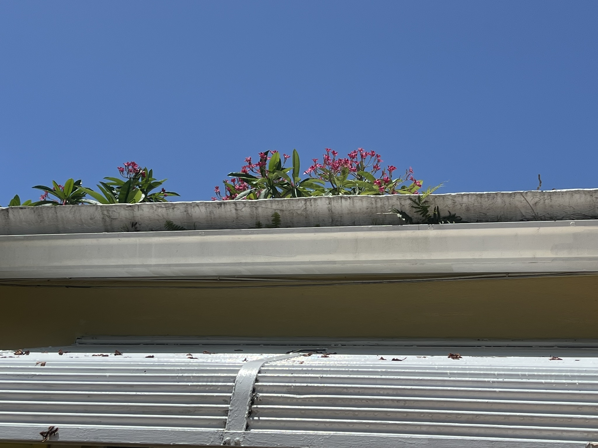Mosquito Shield South Florida pest control