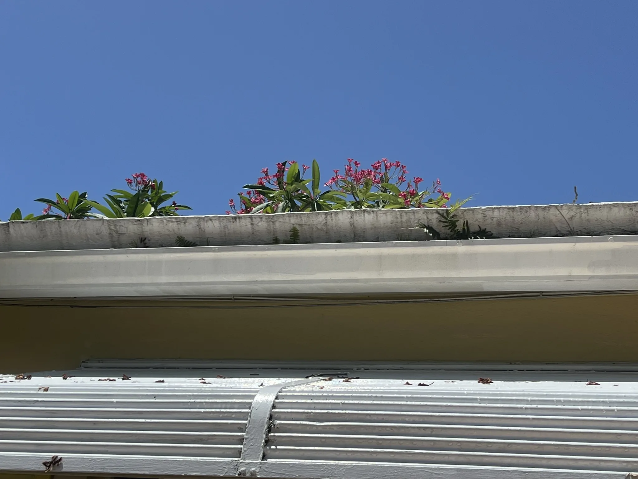 Mosquito Shield South Florida pest control