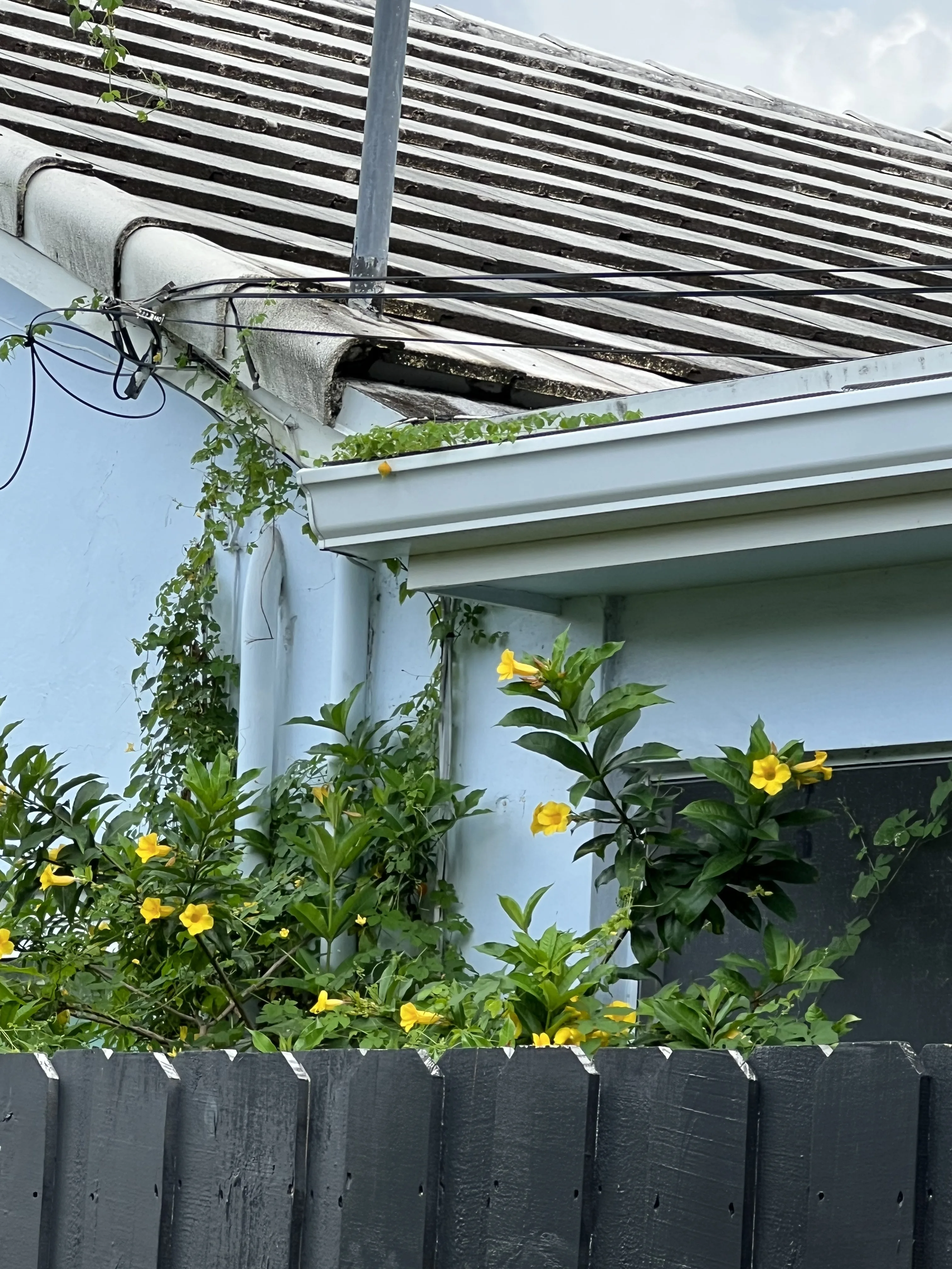 Clogged gutter with standing water — a primary Aedes aegypti breeding site in South Florida homes
