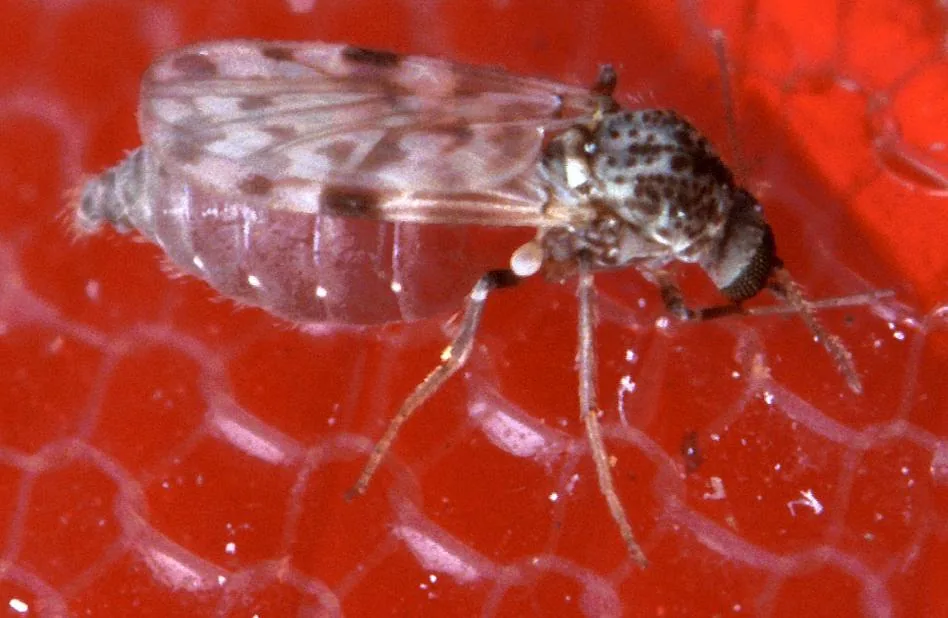 No-See-Ums (Biting Midges) — South Florida pest identification